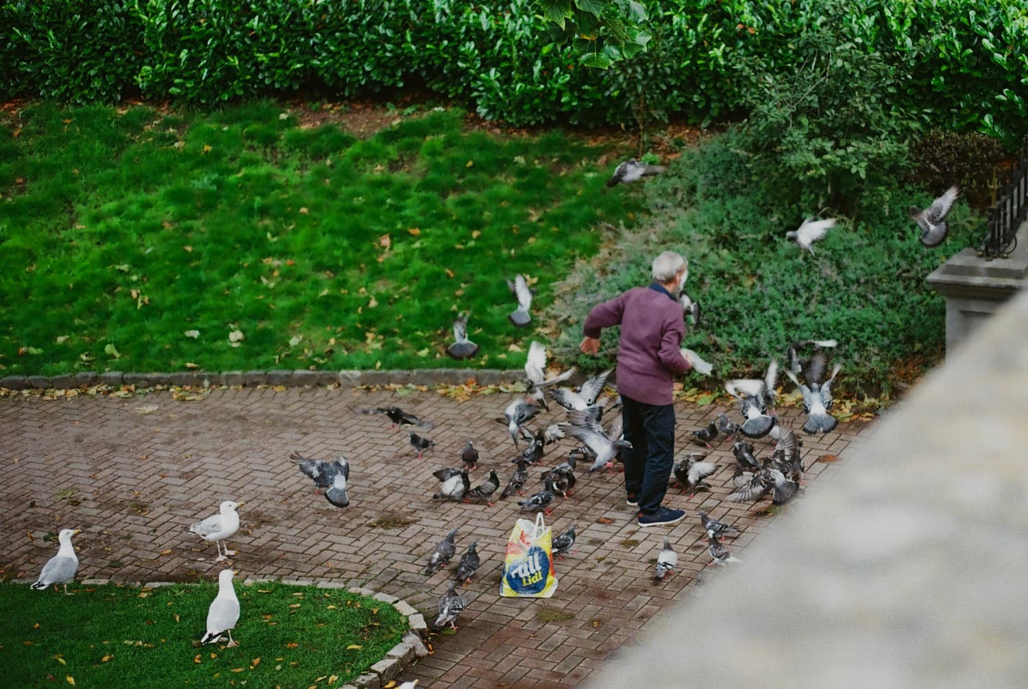 The bird man