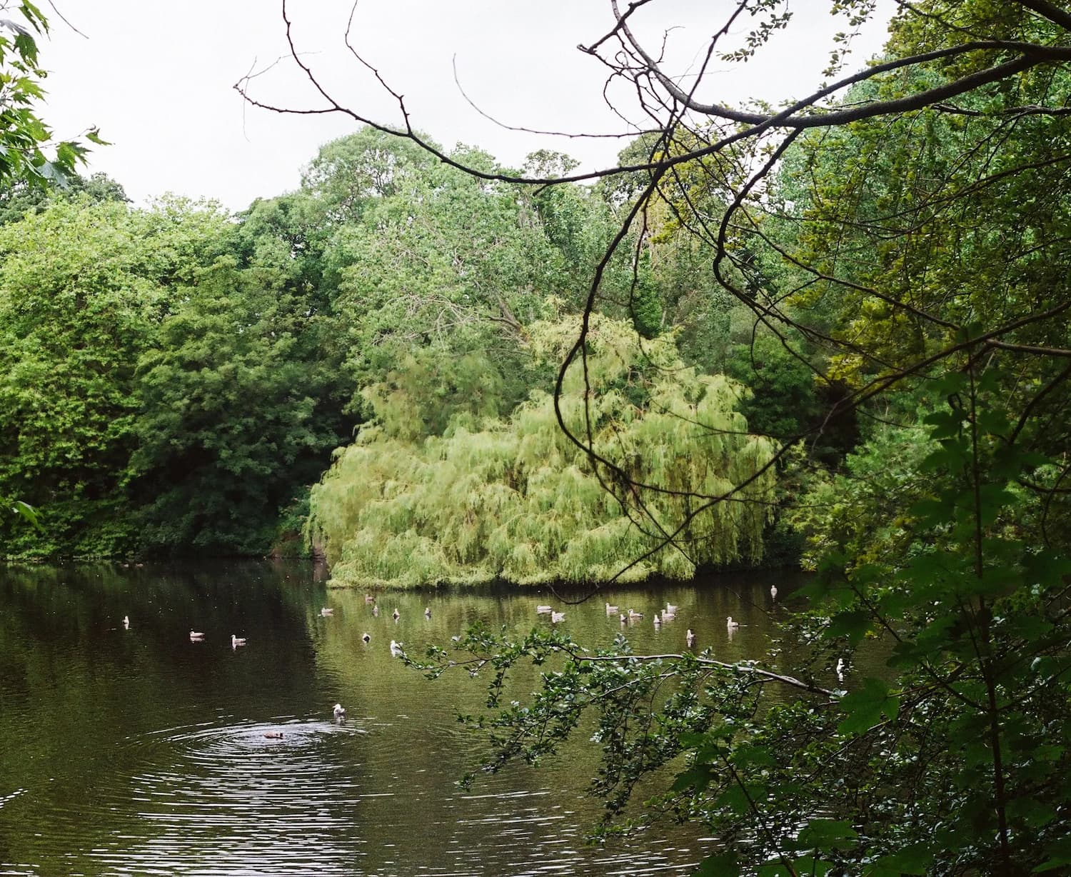Pond